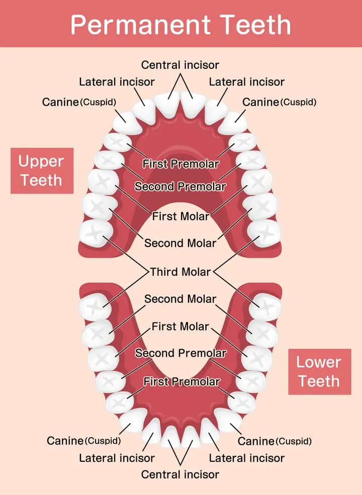 Types of teeth and number of teeth