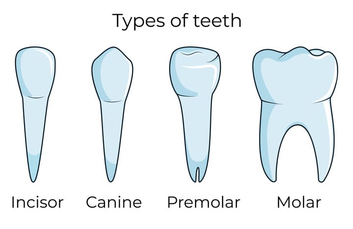 Teeth types