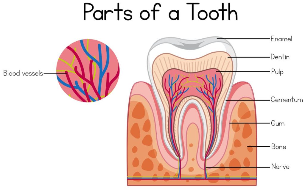 Human tooth structure