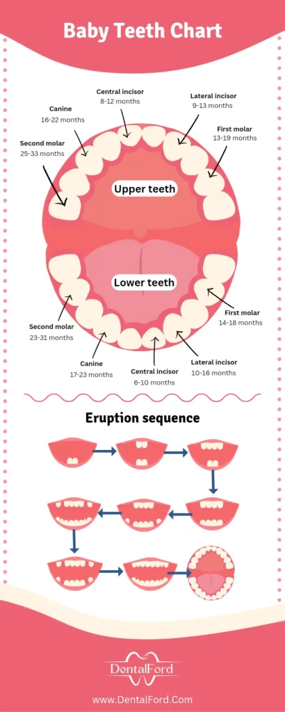 Baby teeth chart with eruption sequence and timeline