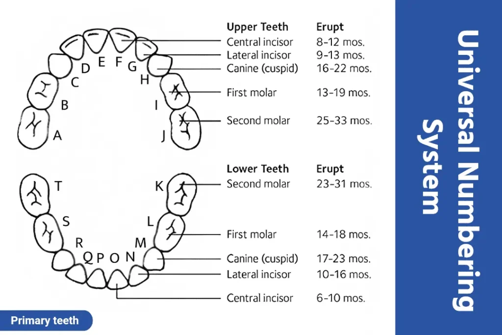 primary tooth eruption chart