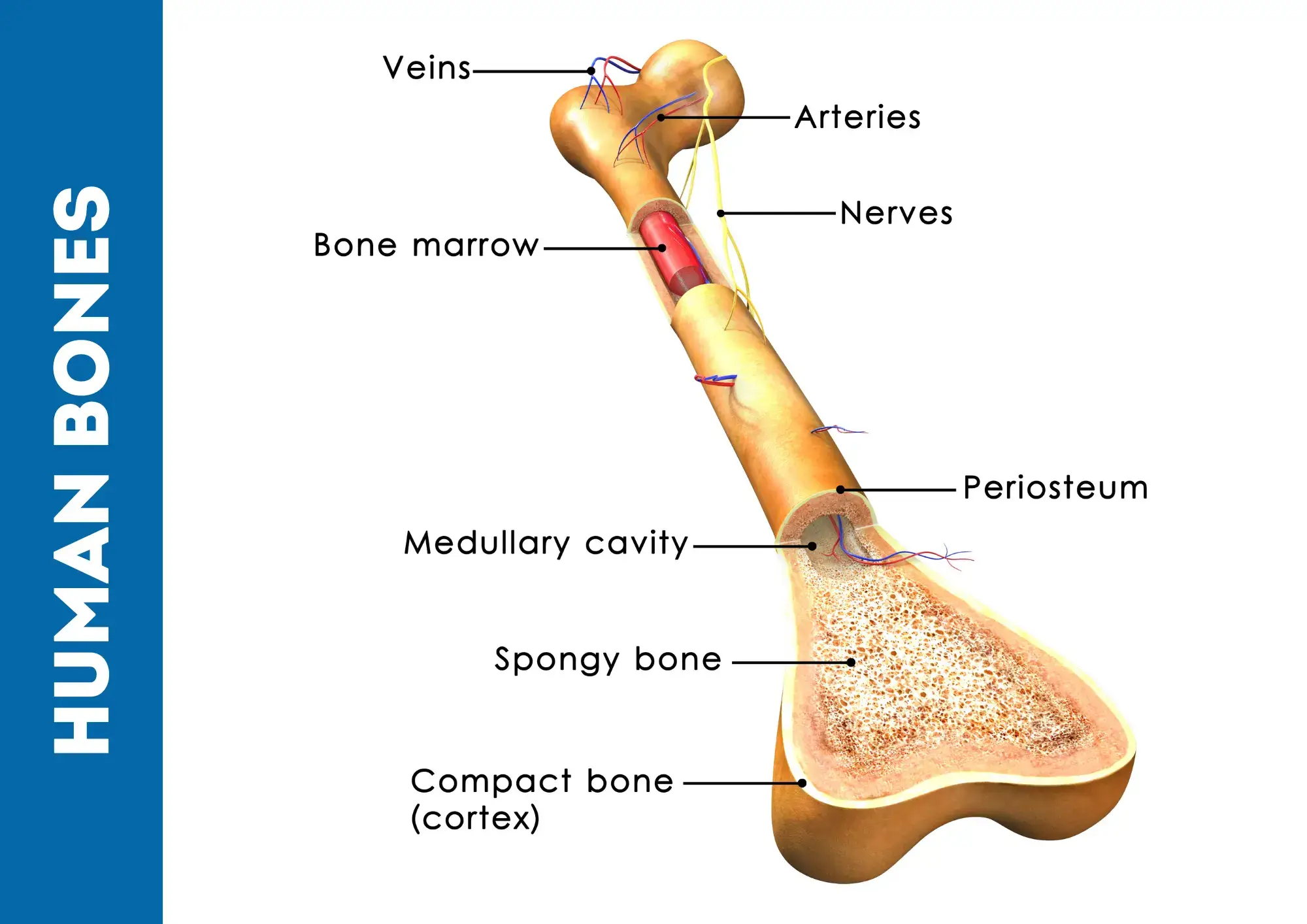 Human bones structure