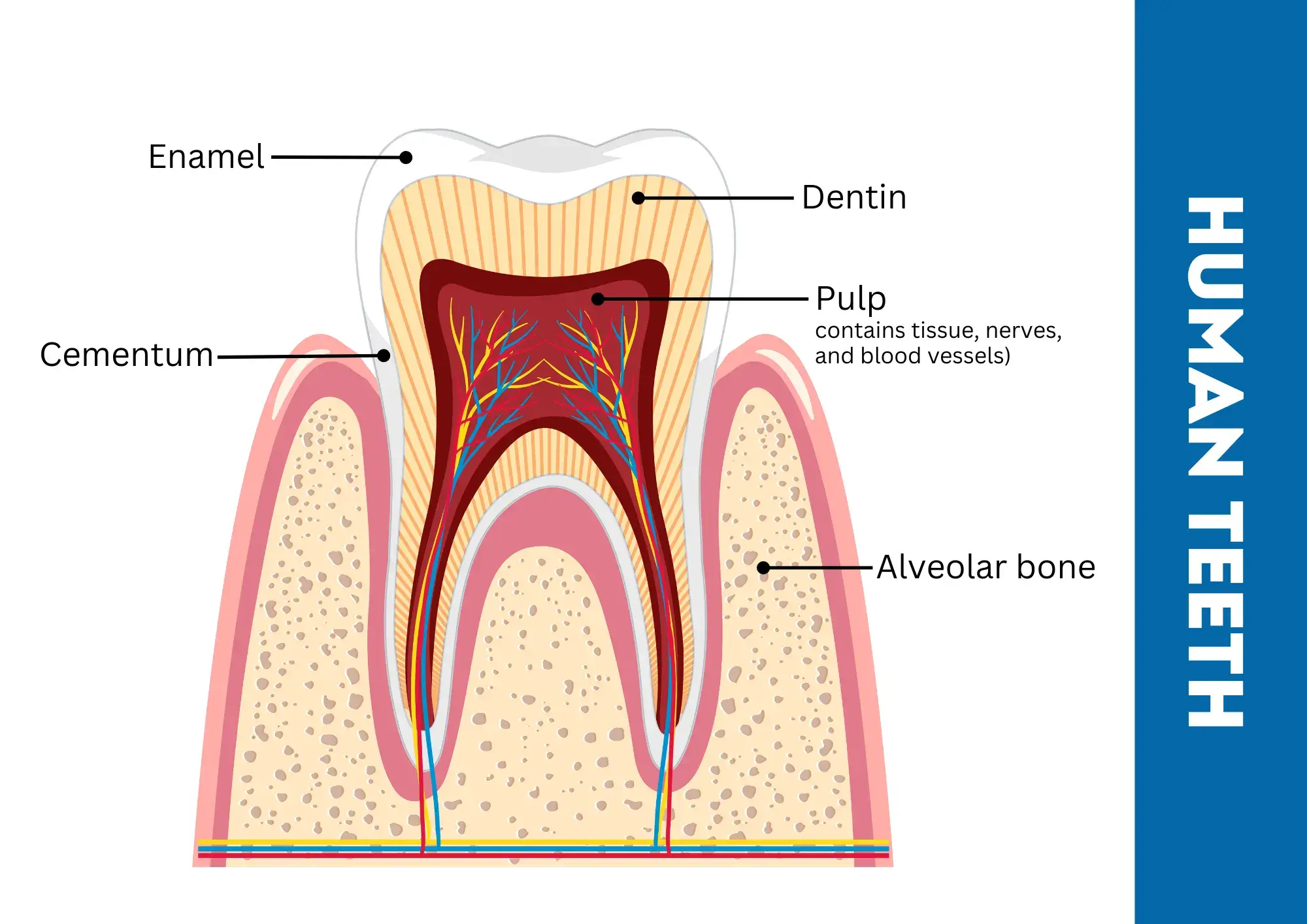 Human teeth structure