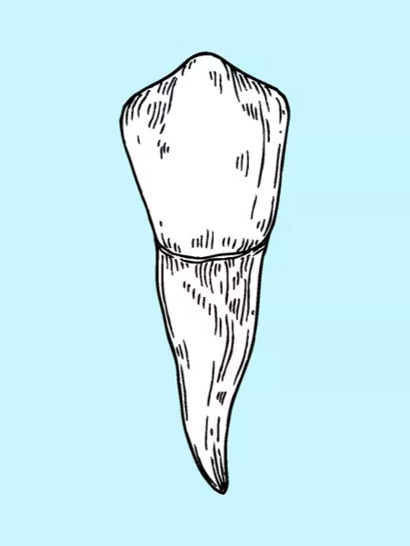 Canine tooth image