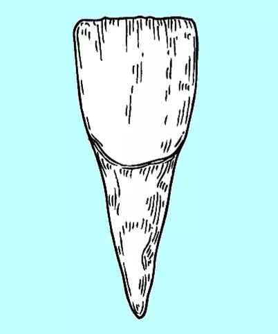 Incisor tooth image