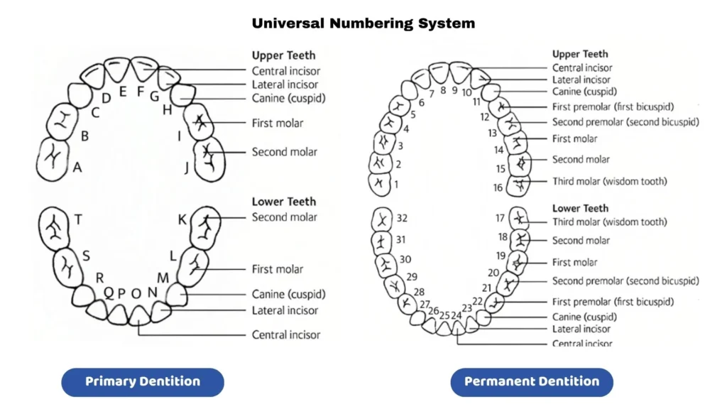 Universal tooth numbering system