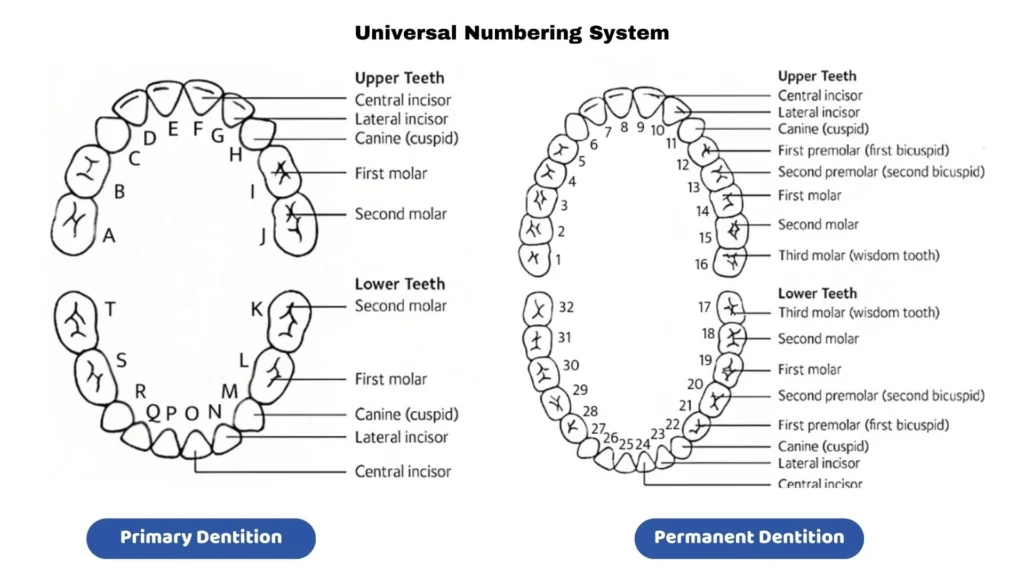 European Tooth Numbering System Teeth Numbers And Names A Guide To European Tooth Numbering System Teeth Numbers And Names A Guide To