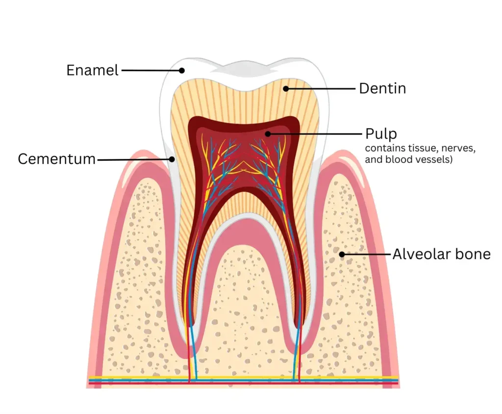 What Is Dentin Structure Types And Functions DentalFord