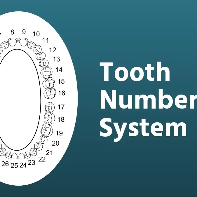 Ada Tooth Numbering Chart Universal Numbering System Wikipedia