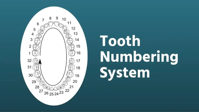 Tooth numbering system with teeth numbers and name