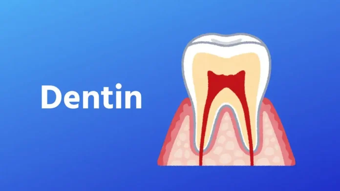 What is dentin or dentine